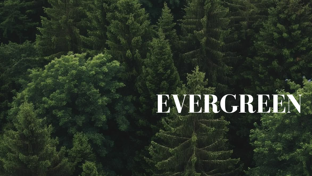 Evergreen