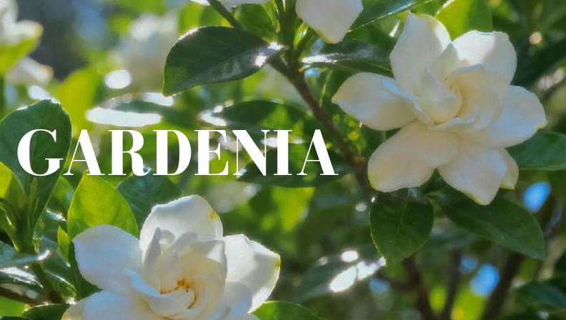 Gardenia