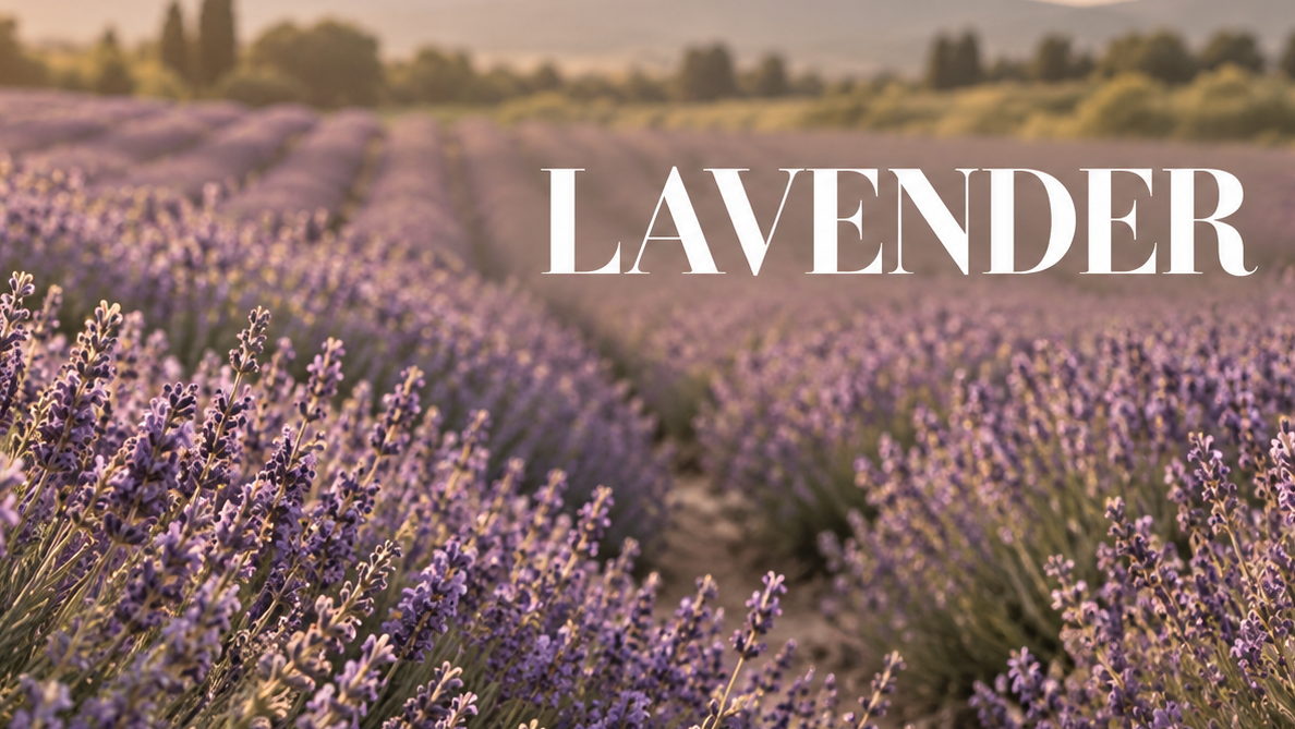 Lavender
