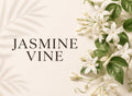 Jasmine Vine
