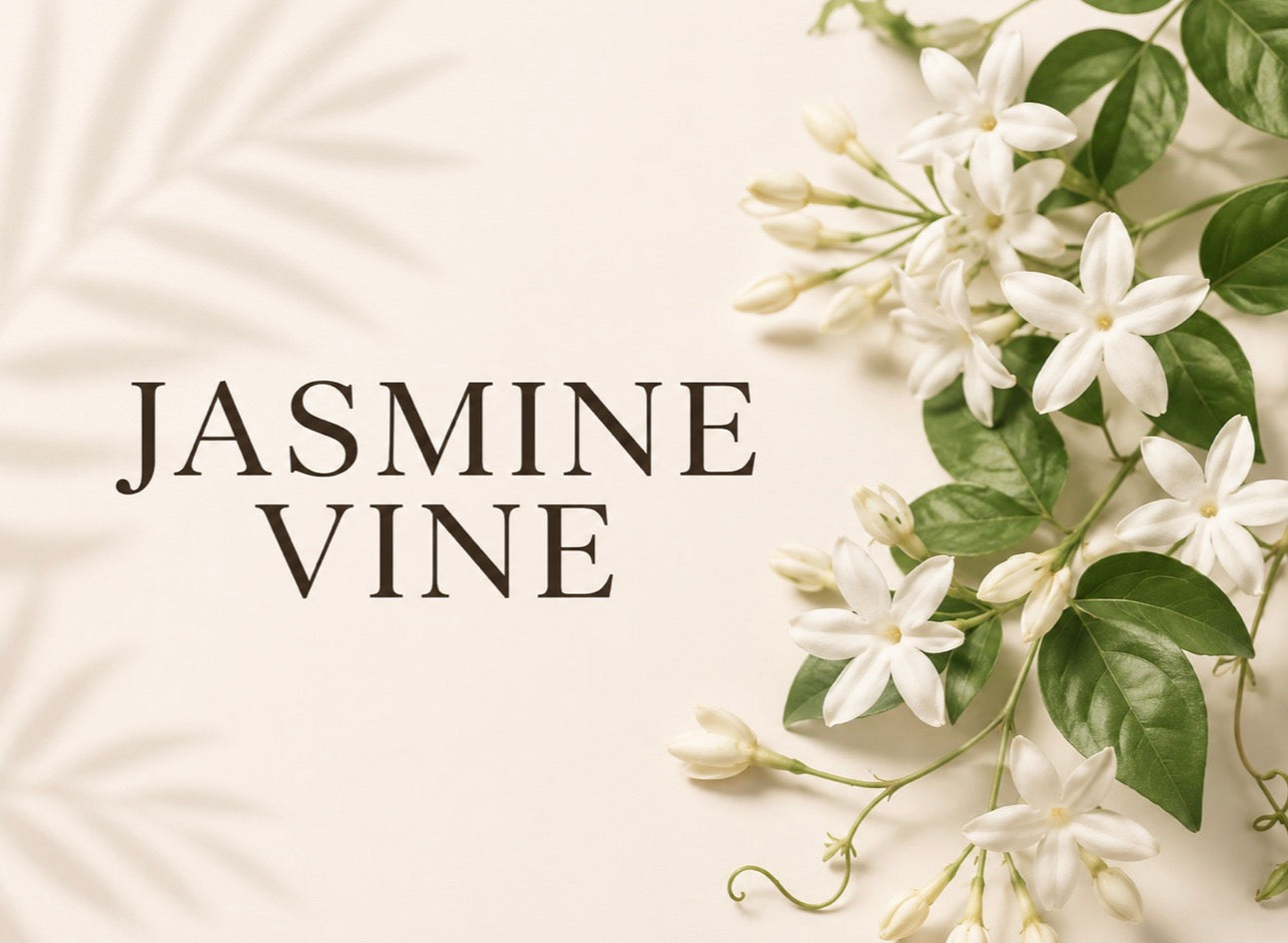 Jasmine Vine